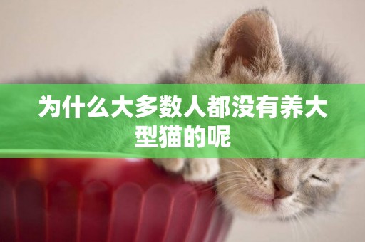 為什么大多數人都沒有養大型貓的呢