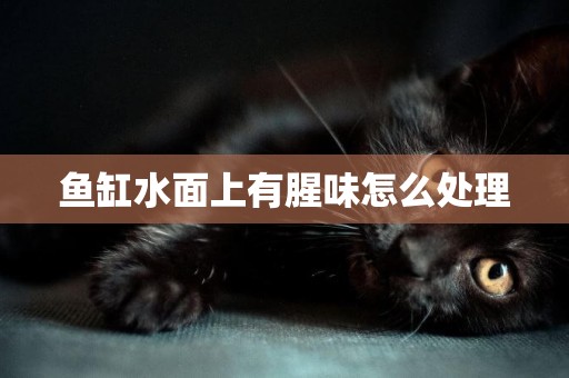 魚缸水面上有腥味怎么處理