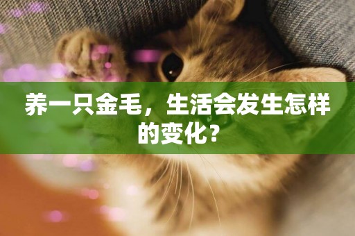 養一只金毛，生活會發生怎樣的變化？