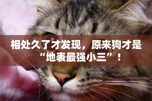 相處久了才發現，原來狗才是“地表最強小三”！