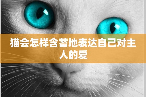 貓會怎樣含蓄地表達自己對主人的愛