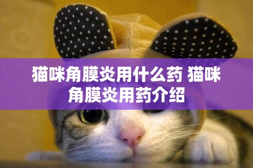 貓咪角膜炎用什么藥 貓咪角膜炎用藥介紹