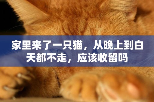 家里來了一只貓，從晚上到白天都不走，應該收留嗎