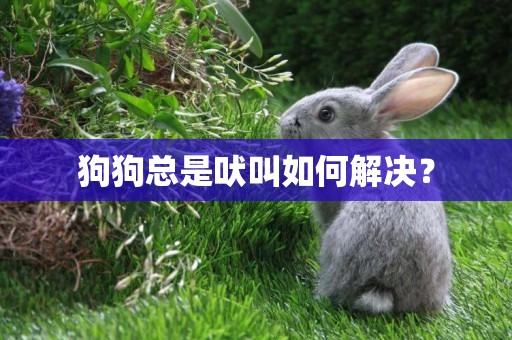 狗狗總是吠叫如何解決？