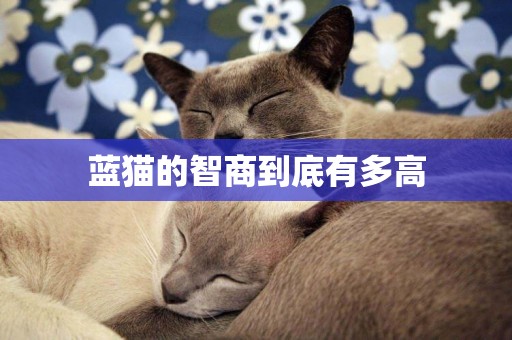 藍貓的智商到底有多高
