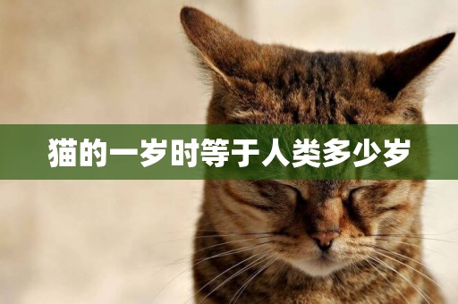 貓的一歲時等于人類多少歲