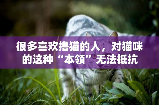 很多喜歡擼貓的人，對貓咪的這種“本領”無法抵抗