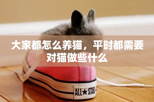 大家都怎么養貓，平時都需要對貓做些什么