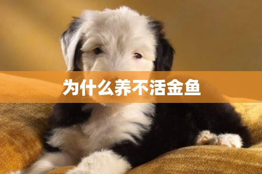 為什么養不活金魚