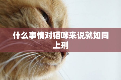 什么事情對貓咪來說就如同上刑