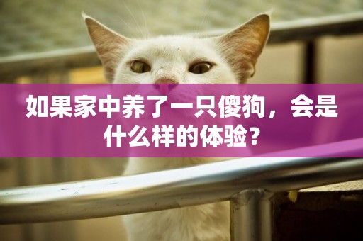 如果家中養了一只傻狗，會是什么樣的體驗？