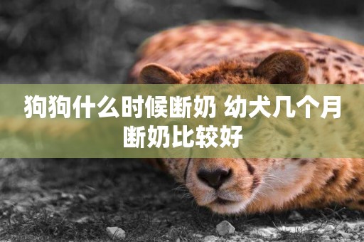 狗狗什么時候斷奶 幼犬幾個月斷奶比較好