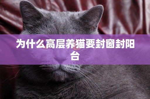 為什么高層養貓要封窗封陽臺