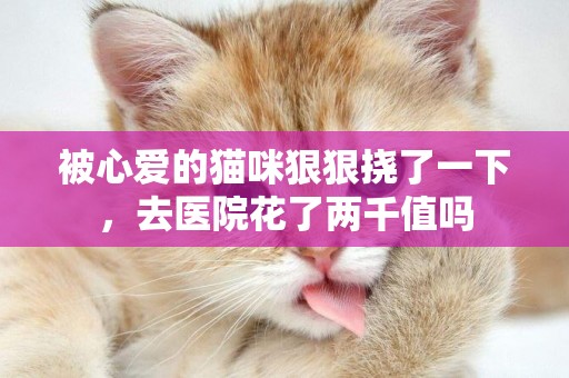 被心愛的貓咪狠狠撓了一下，去醫院花了兩千值嗎
