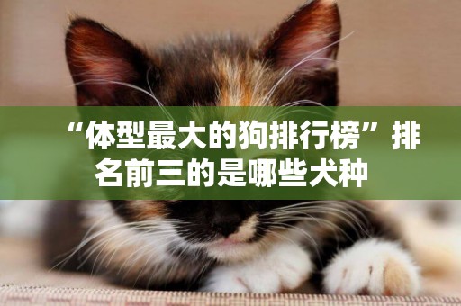 “體型最大的狗排行榜”排名前三的是哪些犬種
