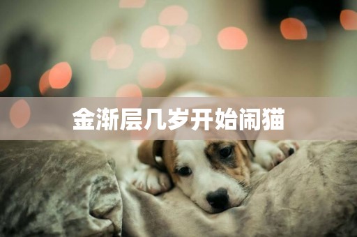 金漸層幾歲開始鬧貓