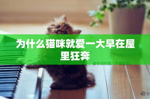 為什么貓咪就愛一大早在屋里狂奔