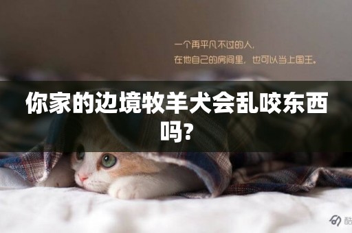 你家的邊境牧羊犬會亂咬東西嗎?
