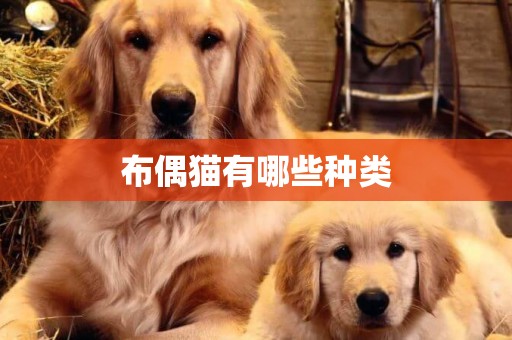 布偶貓有哪些種類