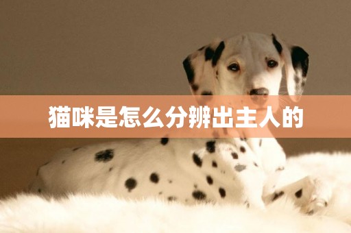 貓咪是怎么分辨出主人的