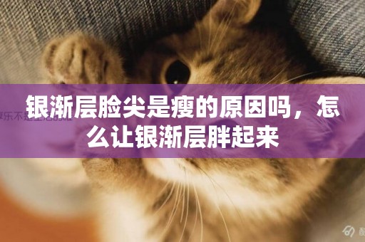 銀漸層臉尖是瘦的原因嗎，怎么讓銀漸層胖起來