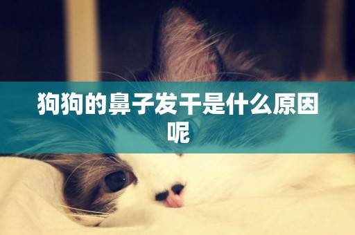 狗狗的鼻子發干是什么原因呢