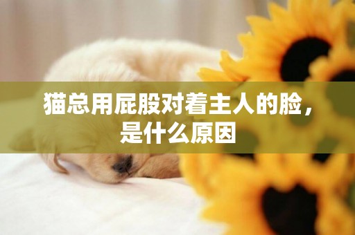 貓總用屁股對著主人的臉，是什么原因