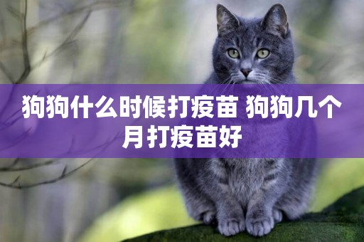 狗狗什么時候打疫苗 狗狗幾個月打疫苗好