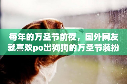 每年的萬圣節前夜，國外網友就喜歡po出狗狗的萬圣節裝扮