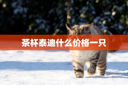 茶杯泰迪什么價格一只