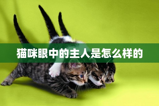 貓咪眼中的主人是怎么樣的