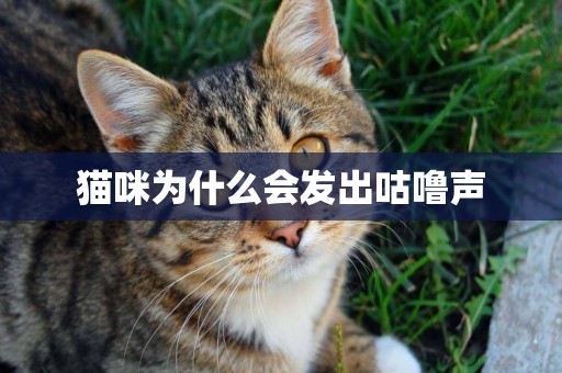 貓咪為什么會發出咕嚕聲