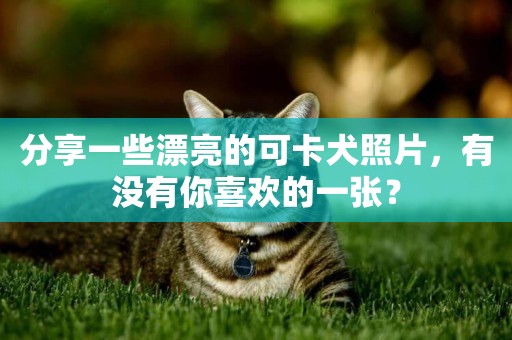 分享一些漂亮的可卡犬照片，有沒有你喜歡的一張？