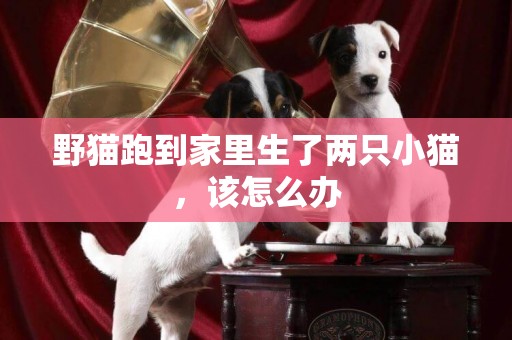 野貓跑到家里生了兩只小貓，該怎么辦