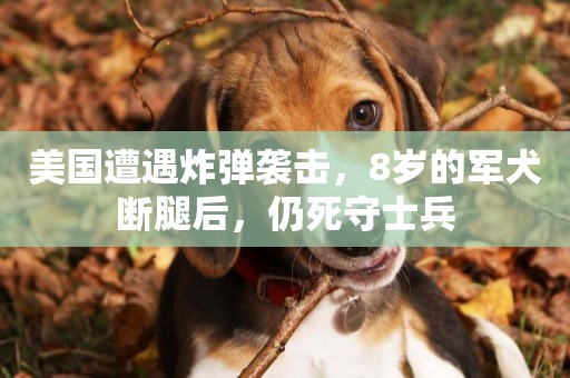 美國遭遇炸彈襲擊，8歲的軍犬斷腿后，仍死守士兵