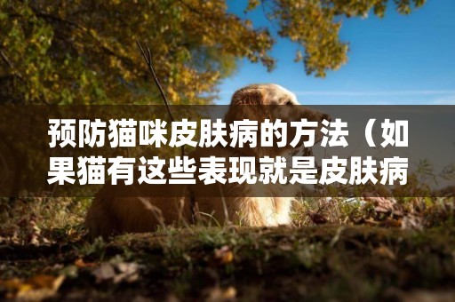 預防貓咪皮膚病的方法（如果貓有這些表現就是皮膚病的先兆）