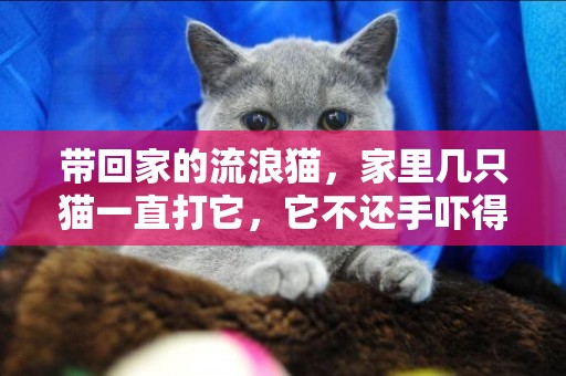 帶回家的流浪貓，家里幾只貓一直打它，它不還手嚇得一直躲著，怎