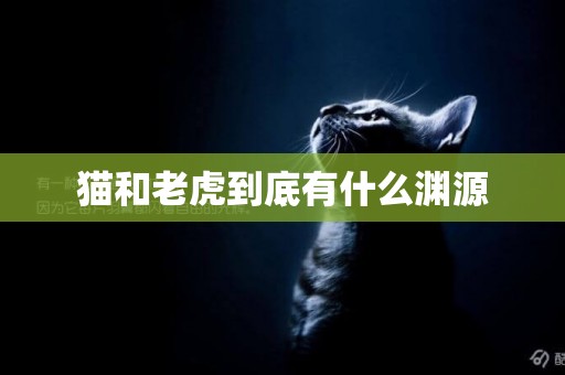 貓和老虎到底有什么淵源