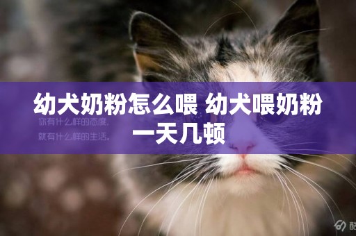 幼犬奶粉怎么喂 幼犬喂奶粉一天幾頓