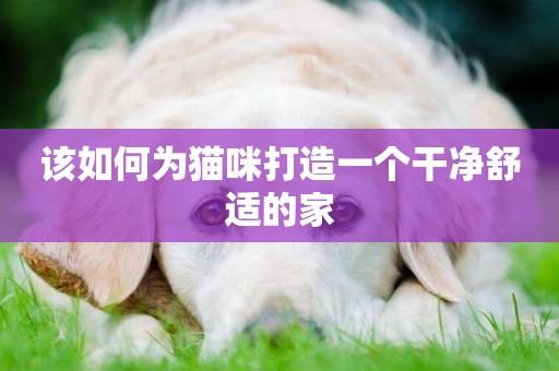該如何為貓咪打造一個干凈舒適的家