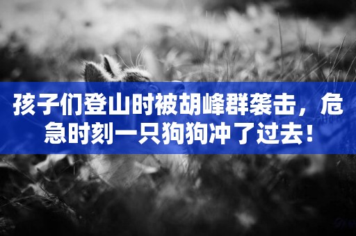 孩子們登山時被胡峰群襲擊，危急時刻一只狗狗沖了過去！