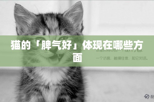貓的「脾氣好」體現在哪些方面