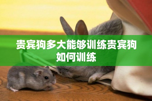 貴賓狗多大能夠訓練貴賓狗如何訓練