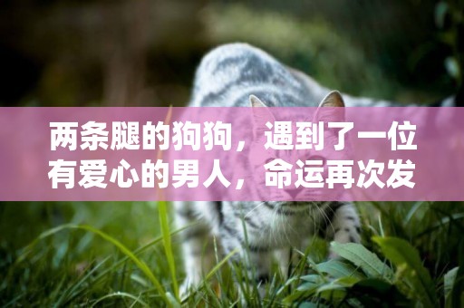 兩條腿的狗狗，遇到了一位有愛心的男人，命運再次發生轉變