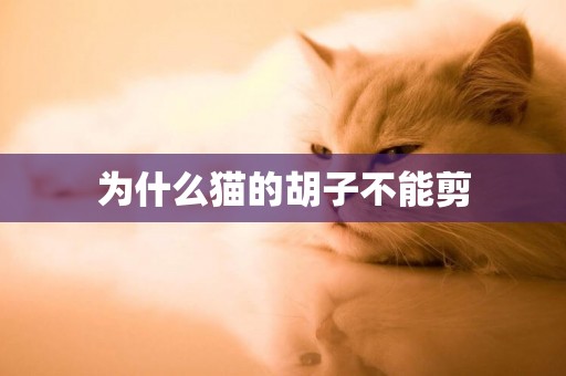 為什么貓的胡子不能剪