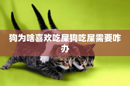 狗為啥喜歡吃屎狗吃屎需要咋辦