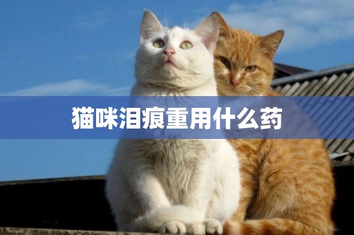 貓咪淚痕重用什么藥