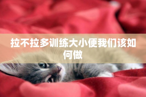 拉不拉多訓練大小便我們該如何做