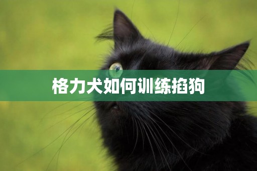 格力犬如何訓練掐狗