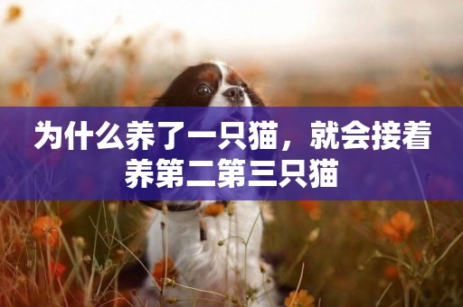 為什么養了一只貓，就會接著養第二第三只貓